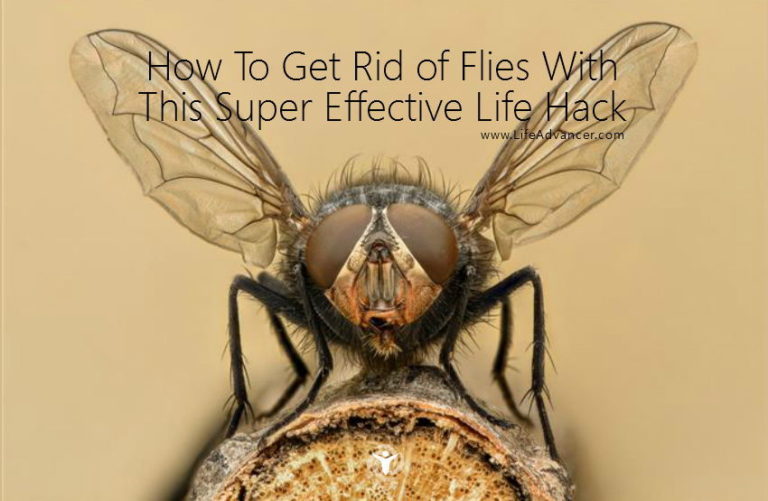 https://www.lifeadvancer.com/wp-content/uploads/2017/06/How-To-Get-Rid-of-Flies-life-hack-768x501.jpg