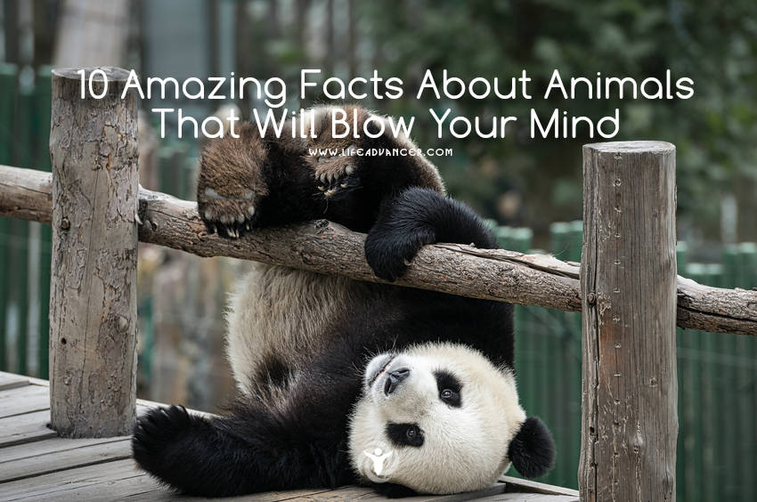 amazing facts about animals